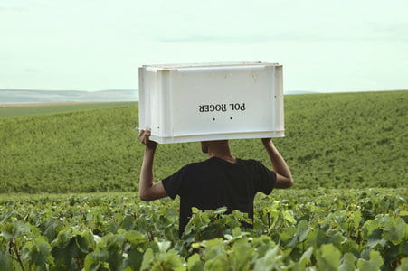 The 2026 Harvest at Pol Roger: An unprecedented year, marked by the vines' resilience and a historically early harvest Champagne Pol Roger